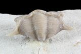 Enrolled Thaleops Trilobite From Wisconsin #50610-2